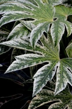 Spider's Web Fatsia - Japanese Aralia Paper Plant - 2 Gallon Pot -Garden Plants Shop Fatsia Spiders Web 24