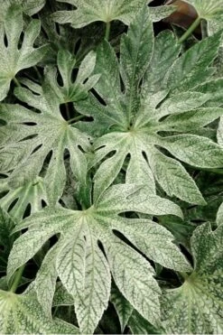 Spider's Web Fatsia - Japanese Aralia Paper Plant - 2 Gallon Pot -Garden Plants Shop Fatsia Spiders Web 33