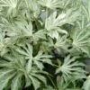 Spider's Web Fatsia - Japanese Aralia Paper Plant - 2 Gallon Pot -Garden Plants Shop Fatsia Spiders Web 500x750 1