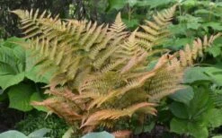 Autumn Fern - Dryopteris Erythrosora - 6 Pack Of 1 Gallon Pots -Garden Plants Shop Fern Autumn 1 1