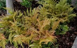 Autumn Fern (Dryopteris Erythrosora) - 3 Gallon -Garden Plants Shop Fern Autumn 2 3