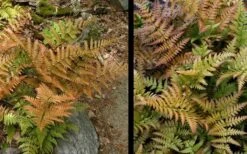 Autumn Fern (Dryopteris Erythrosora) - 3 Gallon -Garden Plants Shop Fern Autumn 4 3