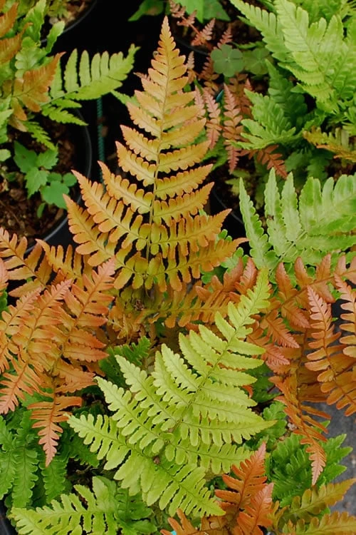 Autumn Fern (Dryopteris Erythrosora) - 5 Pack Of Quart Pots 3 Autumn Fern (Dryopteris Erythrosora) - 5 Pack Of Quart Pots