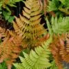 Autumn Fern (Dryopteris Erythrosora) - 3 Gallon -Garden Plants Shop Fern Autumn 500x750 4