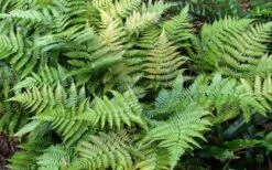 Autumn Fern (Dryopteris Erythrosora) - 3 Gallon -Garden Plants Shop Fern Autumn Summer 3