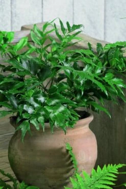 Japanese Holly Fern - Cyrtomium Falcatum 'Rochfordianum' - 2.5 Quart Pot 11 Japanese Holly Fern - Cyrtomium Falcatum 'Rochfordianum' - 2.5 Quart Pot -Garden Plants Shop Fern Japanese Holly 8