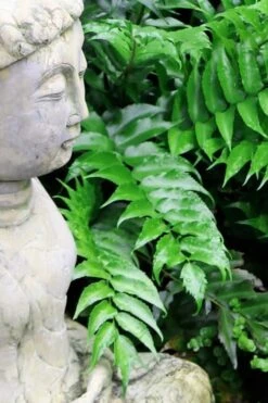 Japanese Holly Fern - Cyrtomium Falcatum 'Rochfordianum' - 2.5 Quart Pot 12 Japanese Holly Fern - Cyrtomium Falcatum 'Rochfordianum' - 2.5 Quart Pot -Garden Plants Shop Fern Japanese Holly 9