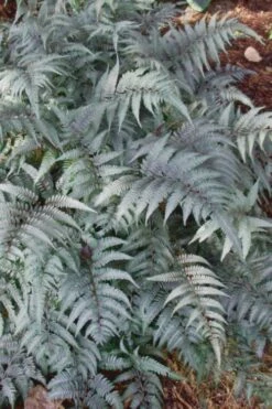Japanese Painted Fern - 1 Gallon Pot -Garden Plants Shop Fern Japanese Painted 500x750 1