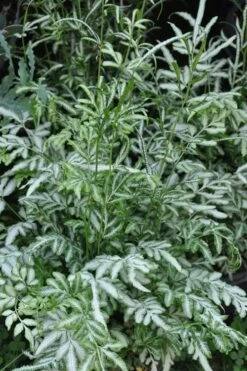 Silver Lace Fern - 5 Pack Of Quart Pots -Garden Plants Shop Fern Silver Lace 5