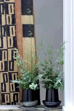 Silver Lace Fern - 5 Pack Of Quart Pots -Garden Plants Shop Fern Silver Lace 6