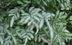 Silver Lace Fern - 5 Pack Of Quart Pots -Garden Plants Shop Fern Silver Lace Closeup
