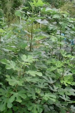 Black Mission Fig Tree - 6 Pack Of 1 Gallon Pots -Garden Plants Shop Fig Black Mission 5