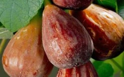 Brown Turkey Fig Tree - 1 Gallon Pot -Garden Plants Shop Fig Brown Turkey 20 2