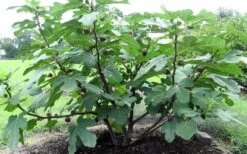 Chicago Cold Hardy Fig Tree - 2 Gallon Pot -Garden Plants Shop Fig Chicago Cold Hardy 1