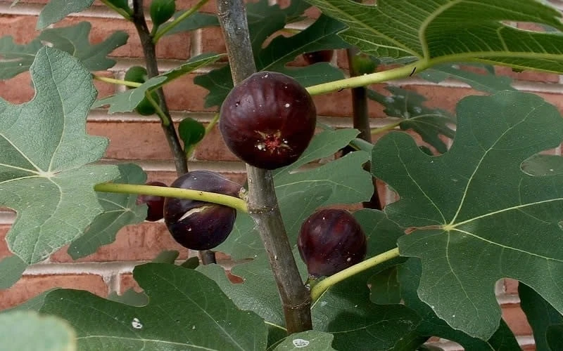 Chicago Cold Hardy Fig Tree - 6 Pack Of 1 Gallon Pots 6 Chicago Cold Hardy Fig Tree - 6 Pack Of 1 Gallon Pots - Image 4