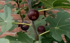 Chicago Cold Hardy Fig Tree - 2 Gallon Pot -Garden Plants Shop Fig Chicago Cold Hardy