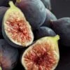 Chicago Cold Hardy Fig Tree - 6 Pack Of 1 Gallon Pots -Garden Plants Shop Fig Chicago Cold Hardy Rev 2 500x750 2