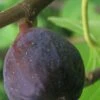 LSU Purple Fig Tree - 1 Gallon Pot -Garden Plants Shop Fig LSU Purple 500x750 1