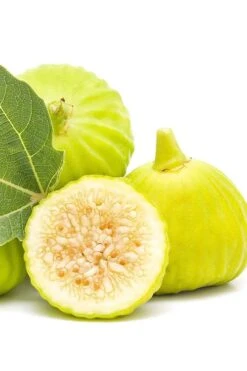 Italian Honey Fig Tree (Ficus Carica 'Lattarula') - 1 Gallon Pot -Garden Plants Shop Fig Lemon Italian Honey 2