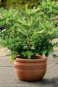 Little Ruby Dwarf Fig Tree - 3 Gallon Pot -Garden Plants Shop Fig Little Miss Figgy 1