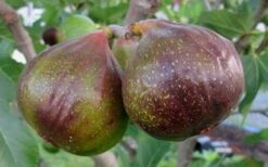 Olympian Cold Hardy Fig Tree - 2 Gallon Pot -Garden Plants Shop Fig Olympain 2