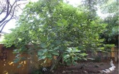 Texas Everbearing Fig Tree - 3 Gallon Pot -Garden Plants Shop Fig Texas Everbearing 12