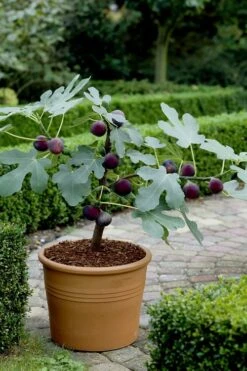 Texas Everbearing Fig Tree - 3 Gallon Pot -Garden Plants Shop Fig Texas Everbearing 13