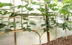 Texas Everbearing Fig Tree - 3 Gallon Pot -Garden Plants Shop Fig Texas Everbearing 6