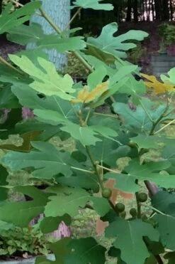 Texas Everbearing Fig Tree - 3 Gallon Pot -Garden Plants Shop Fig Texas Everbearing 7