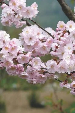 Autumnalis Fall Blooming Cherry Tree - 5 Gallon Pot -Garden Plants Shop Floweriong Cherry Autumnalis 2