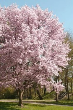Autumnalis Fall Blooming Cherry Tree - 5 Gallon Pot -Garden Plants Shop Floweriong Cherry Autumnalis 3