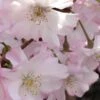 Autumnalis Fall Blooming Cherry Tree - 5 Gallon Pot -Garden Plants Shop Floweriong Cherry Autumnalis Flowers