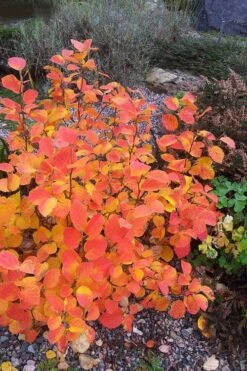 Blue Mist Fothergilla - 3 Gallon Pot -Garden Plants Shop Fothergilla Blue Mist 3