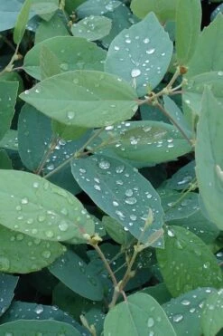 Blue Mist Fothergilla - 3 Gallon Pot -Garden Plants Shop Fothergilla Blue Mist 4