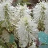 Blue Mist Fothergilla - 3 Gallon Pot -Garden Plants Shop Fothergilla Blue Mist 5