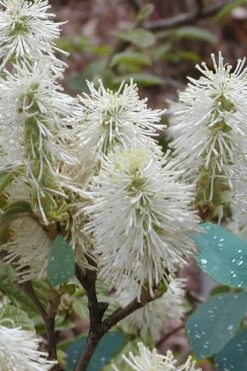 Blue Mist Fothergilla - 3 Gallon Pot