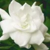 August Beauty Gardenia - 2.5 Quart Pot -Garden Plants Shop Gardenia August Beauty 5 500x750 5