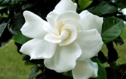 August Beauty Gardenia (Single Trunk Topiary Tree) - 5 Gallon Pot -Garden Plants Shop Gardenia August Beauty Flower Closeup