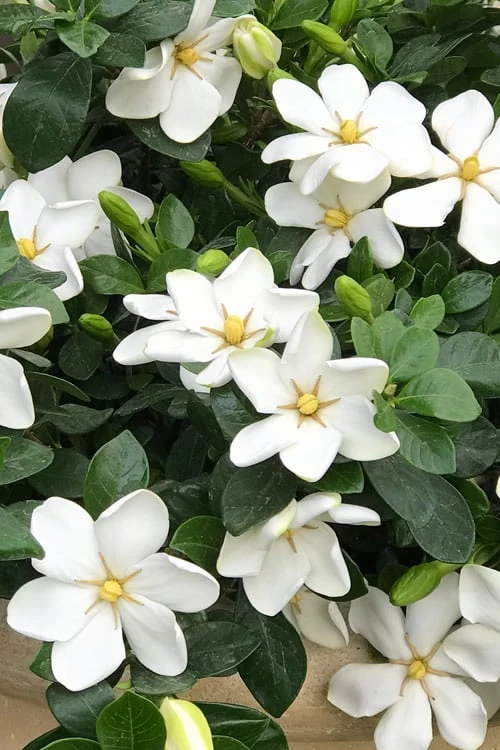 Hardy Fragrant Daisy Gardenia Bush - 1 Gallon Pot 3 Hardy Fragrant Daisy Gardenia Bush - 1 Gallon Pot