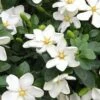 Hardy Fragrant Daisy Gardenia Bush - 2.5 Quart Pot -Garden Plants Shop Gardenia Daisy 20 3