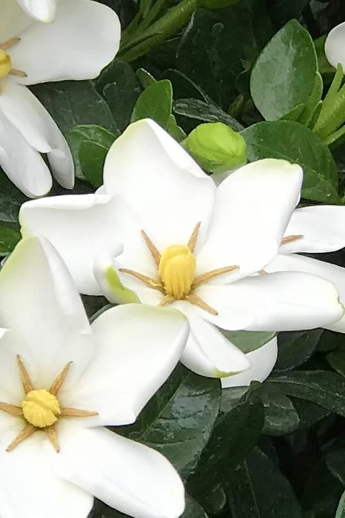 Hardy Fragrant Daisy Gardenia Bush - 1 Gallon Pot 6 Hardy Fragrant Daisy Gardenia Bush - 1 Gallon Pot - Image 4