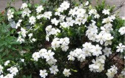 Hardy Fragrant Daisy Gardenia Bush - 2.5 Quart Pot -Garden Plants Shop Gardenia Daisy Blooms 2 3