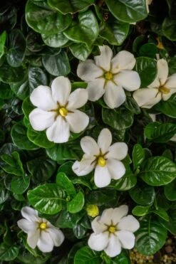 Diamond Spire Gardenia - 1 Gallon Pot -Garden Plants Shop Gardenia Diamond Spire 2 2