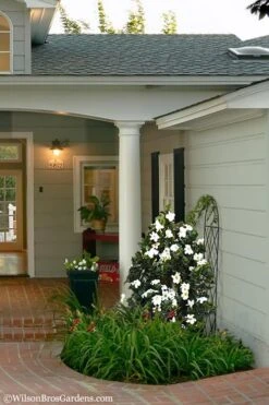 Diamond Spire Gardenia - 1 Gallon Pot -Garden Plants Shop Gardenia Diamond Spire 5 2