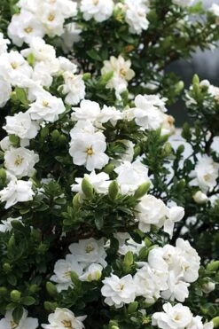 Double Mint Gardenia - 6 Pack Of 1 Gallon Pots -Garden Plants Shop Gardenia Double Mint 2