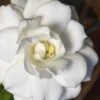 Double Mint Gardenia - 2 Gallon Pot -Garden Plants Shop Gardenia Double Mint 5 3