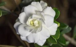 Double Mint Gardenia - 2 Gallon Pot -Garden Plants Shop Gardenia Double Mint 6 3