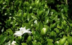 Double Mint Gardenia - 3 Gallon Pot -Garden Plants Shop Gardenia Double Mint 7 1