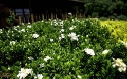 Double Mint Gardenia - 6 Pack Of 1 Gallon Pots -Garden Plants Shop Gardenia Double Mint 8