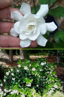 Fall In Love Cold Hardy Gardenia - 1 Gallon Pot -Garden Plants Shop Gardenia Fall In Love BS